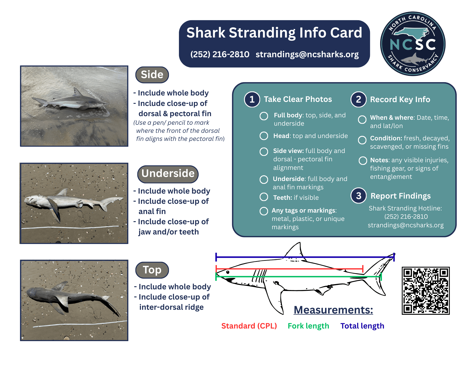 Infographic with instructions for recording pertinent stranded shark data